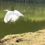 Snowy Egret among wildlife at 4th Annual Colony Golf Classic.